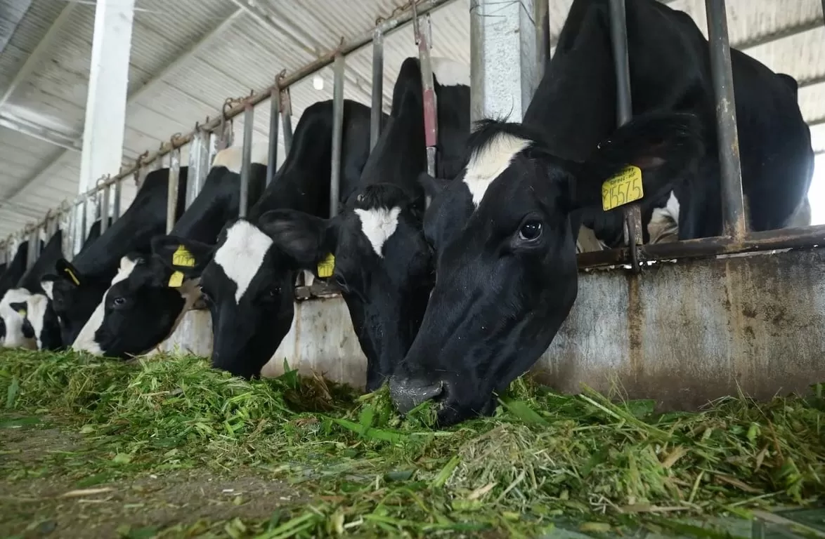 Chiến lược định hướng x&acirc;y dựng chuỗi chăn nu&ocirc;i b&ograve; sữa đảm bảo an to&agrave;n dịch bệnh, an to&agrave;n thực phẩm theo ti&ecirc;u chuẩn quốc tế. Ảnh: Trung Hiếu.