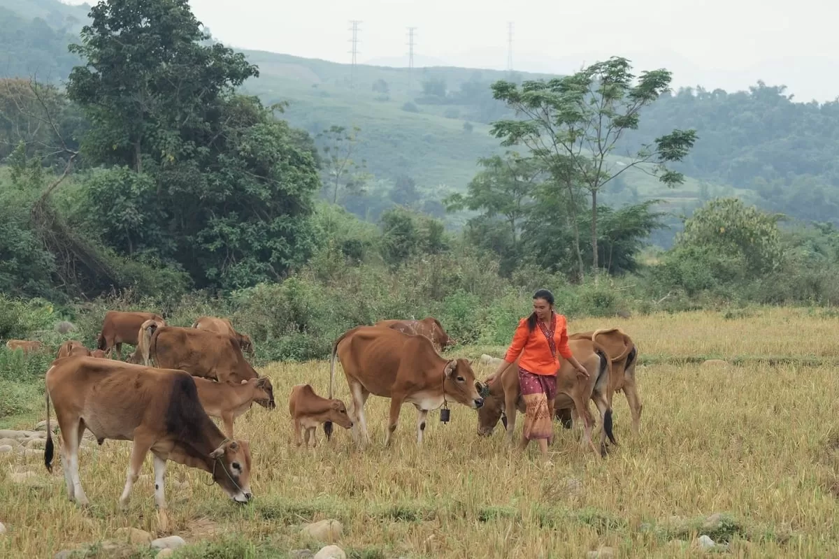Cần hỗ trợ khai th&aacute;c, ph&aacute;t triển nguồn gene bản địa, kh&ocirc;ng chỉ với gia s&uacute;c nhai lại m&agrave; cả với c&aacute;c đối tượng vật nu&ocirc;i kh&aacute;c. Ảnh: Linh Linh.