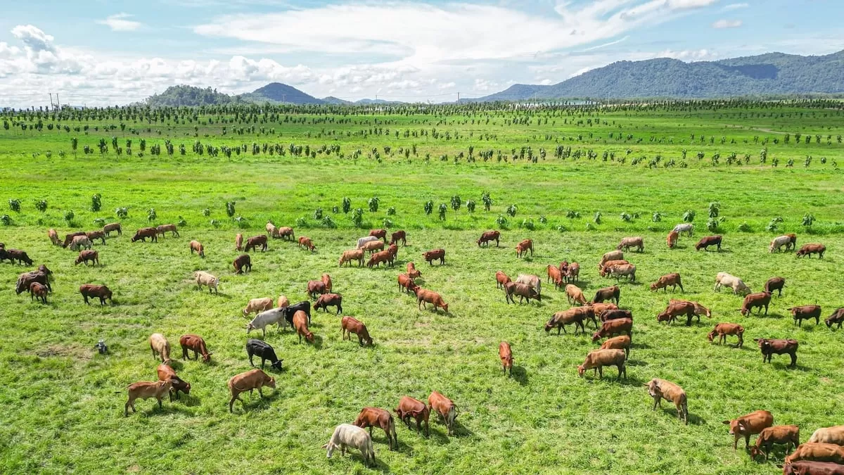 C&aacute;c doanh nghiệp Việt mở rộng thần tốc quy m&ocirc; đ&agrave;n b&ograve;. Ảnh: Thaco Agri