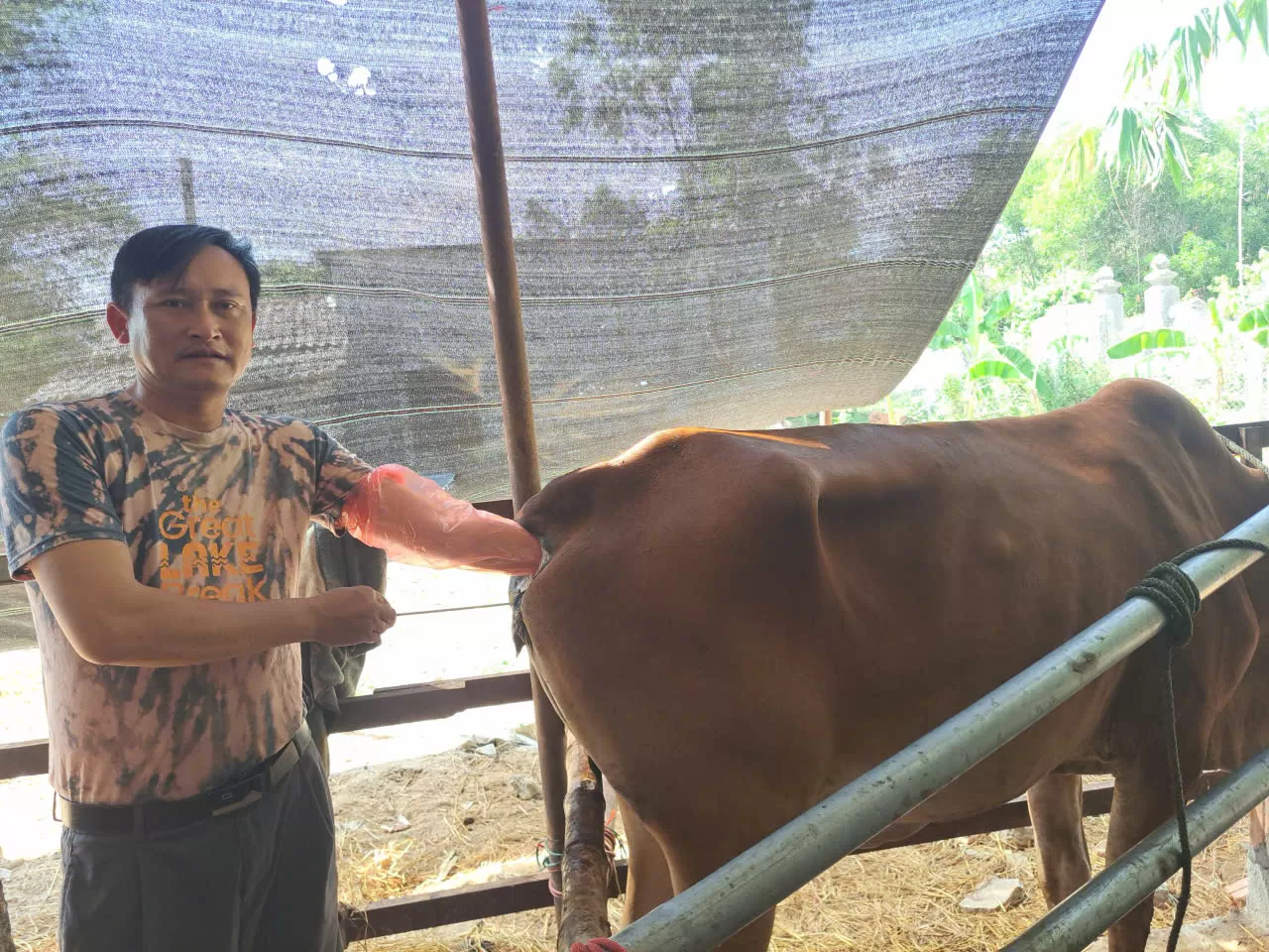 TRUNG TÂM GIỐNG GIA SÚC LỚN TRUNG ƯƠNG PHỐI HỢP ĐÀO TẠO LỚP KỸ THUẬT PHỐI GIỐNG NHÂN TẠO TRÂU BÒ CHO TRƯỜNG ĐẠI HỌC NÔNG LÂM HUẾ