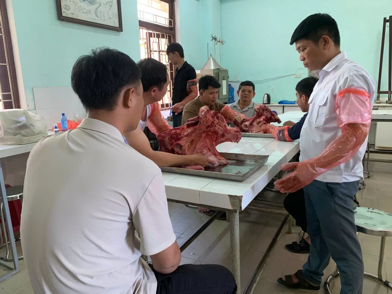 TRUNG TÂM GIỐNG GIA SÚC LỚN TRUNG ƯƠNG PHỐI HỢP ĐÀO TẠO LỚP KỸ THUẬT PHỐI GIỐNG NHÂN TẠO TRÂU BÒ CHO TRƯỜNG ĐẠI HỌC NÔNG LÂM HUẾ