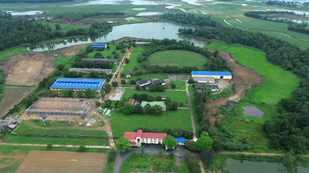 Nửa thế kỷ nâng tầm giống bò Việt
