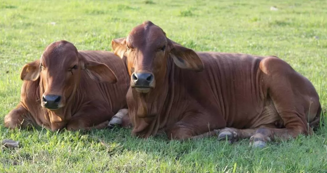 CHỌN GIỐNG VẬT NUÔI THEO BỘ GEN – KỶ NGUYÊN MỚI CỦA KHOA HỌC CHỌN GIỐNG VẬT NUÔI