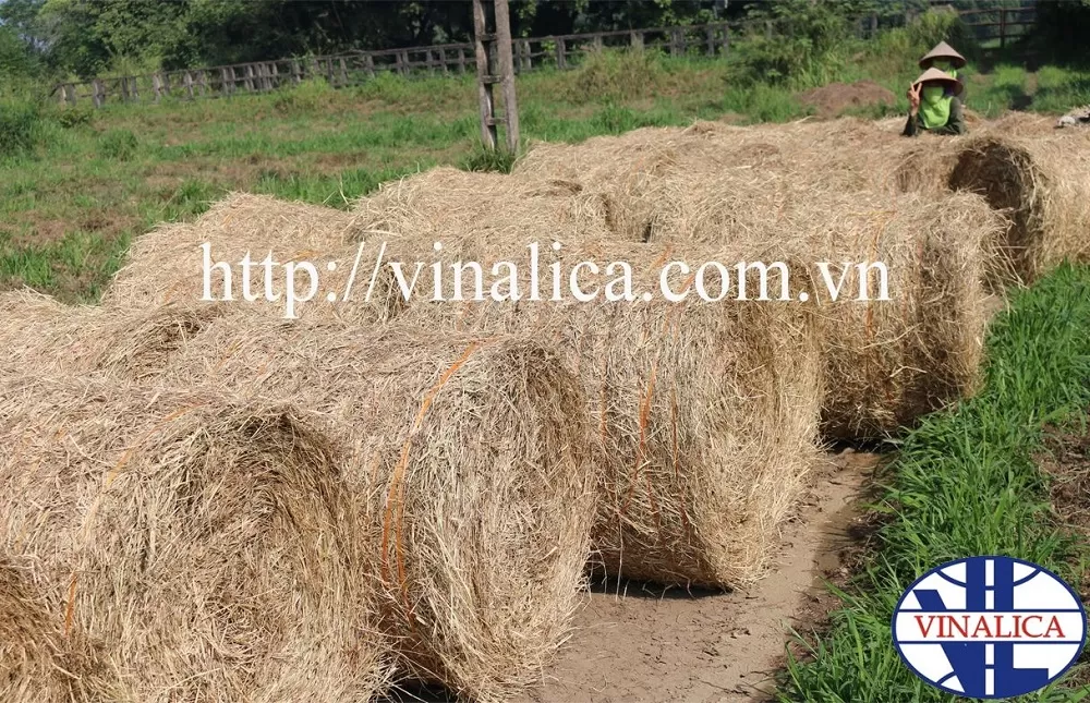 Cỏ khô Pangola – Giải pháp thức ăn thô xanh chất lượng cao cho chăn nuôi gia súc bền vững tại Việt Nam.