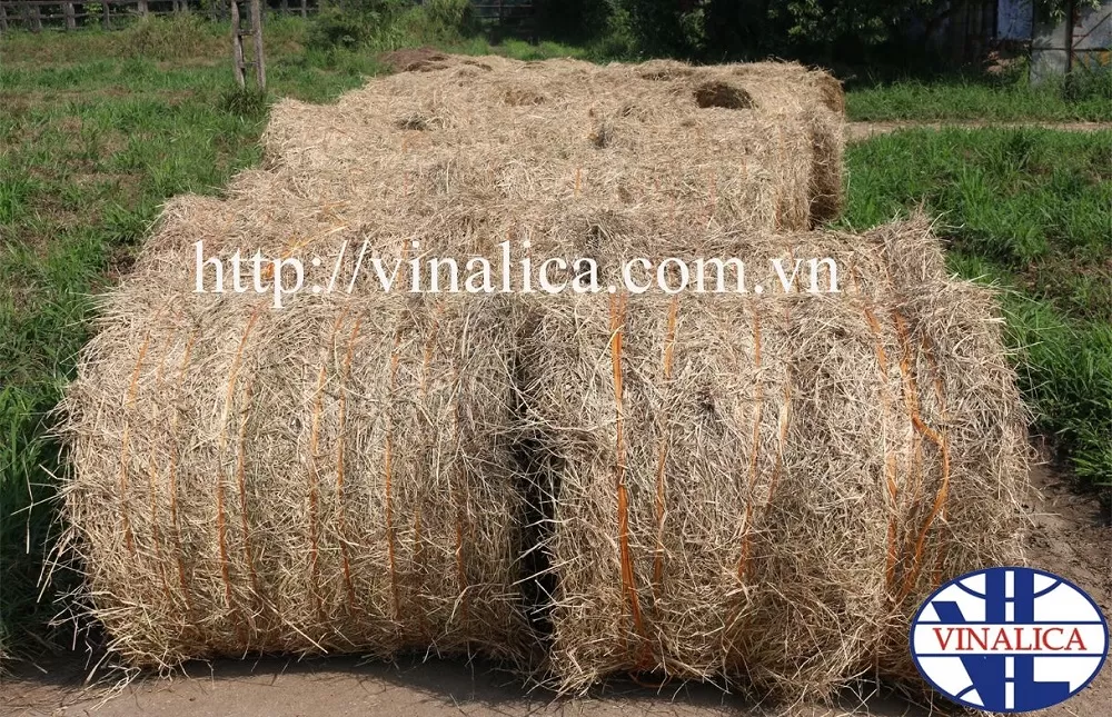 Cỏ khô Pangola – Giải pháp thức ăn thô xanh chất lượng cao cho chăn nuôi gia súc bền vững tại Việt Nam.