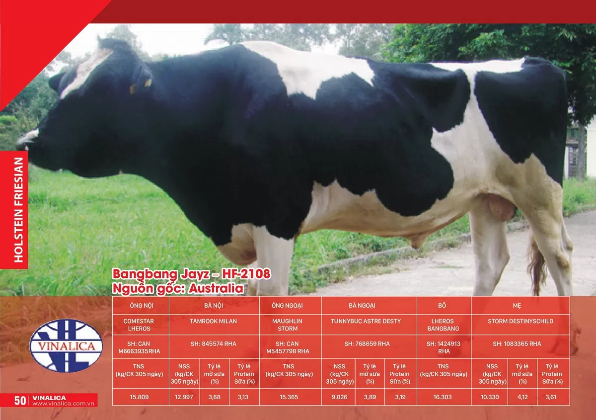 Bangbang Jayz -HF-2108