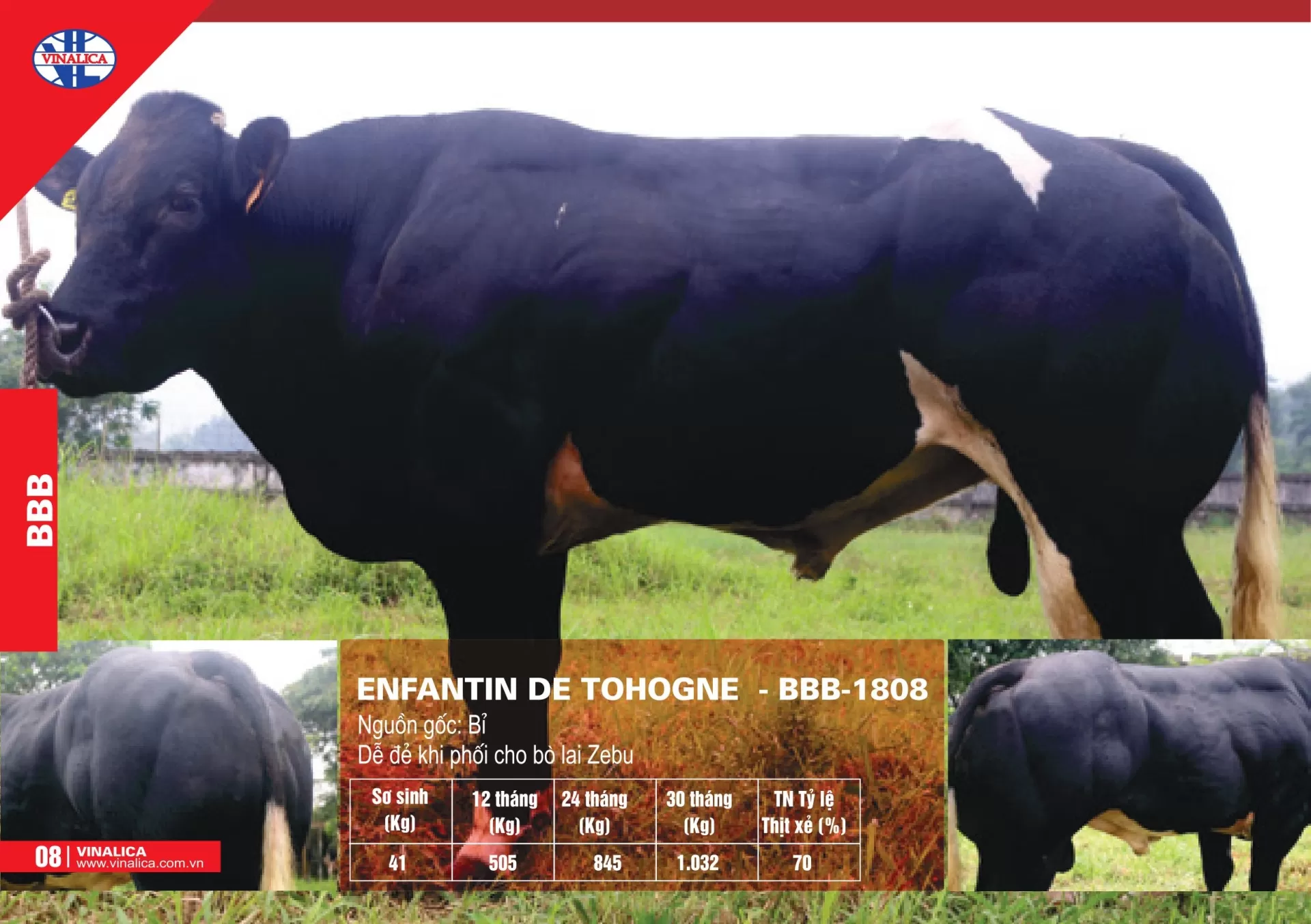 ENFANTIN DE TOHOGNE - BBB-1808