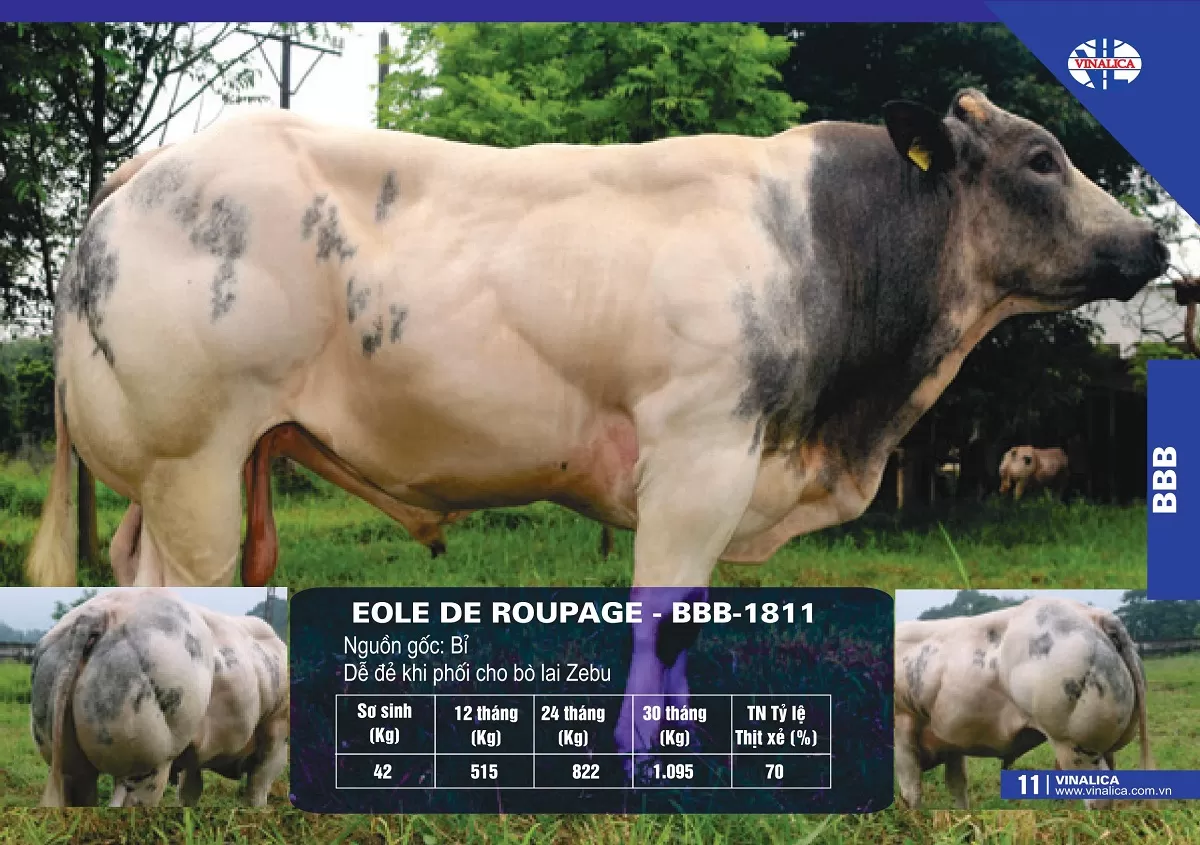 EOLE DE ROUPAGE - BBB-1811