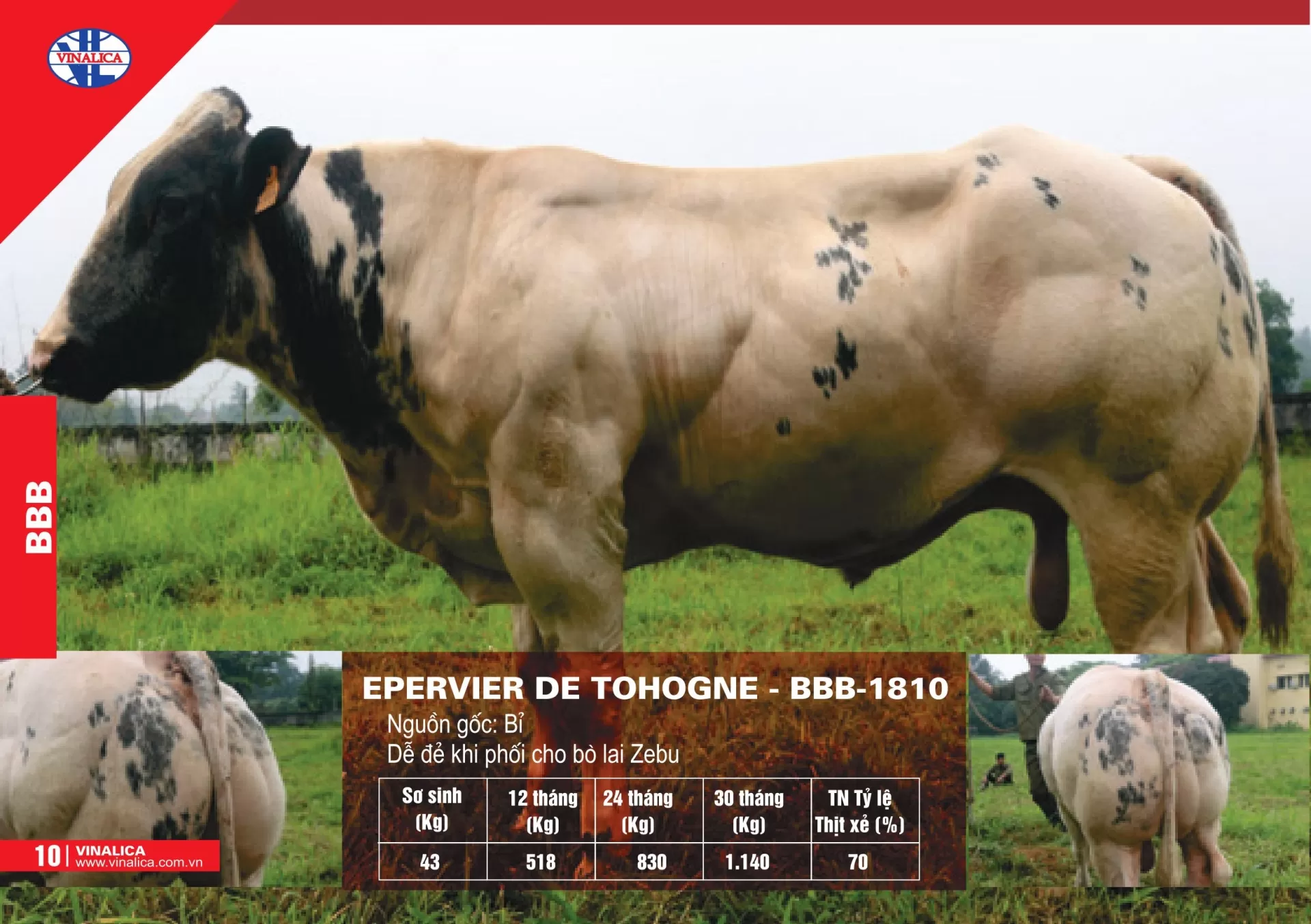 EPERVIER DE TOHOGNE - BBB-1810