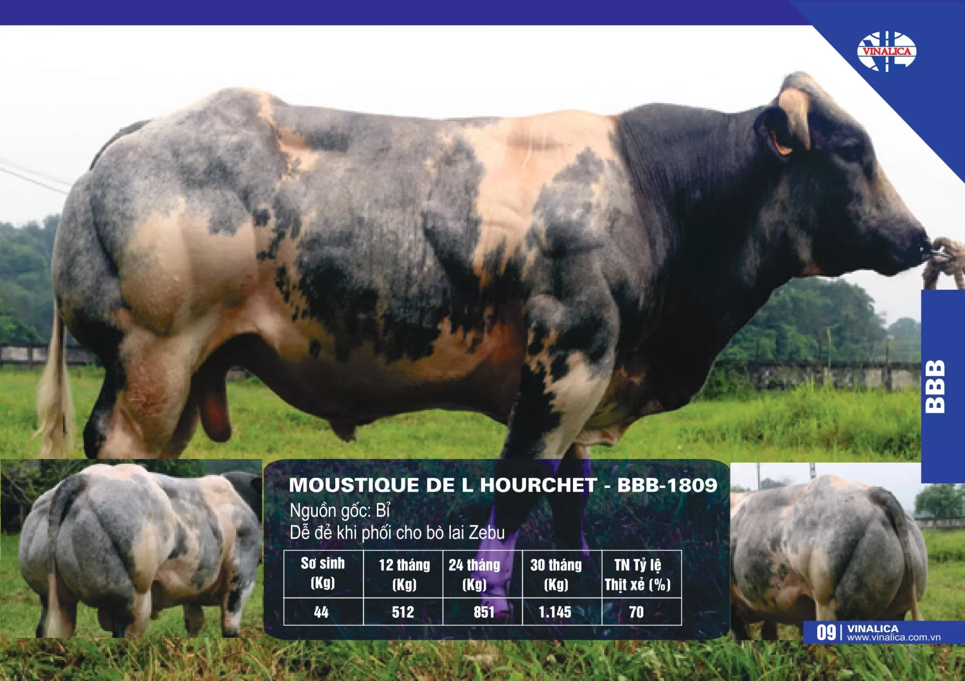 MOUSTIQUE DE L HOURCHET - BBB-1809