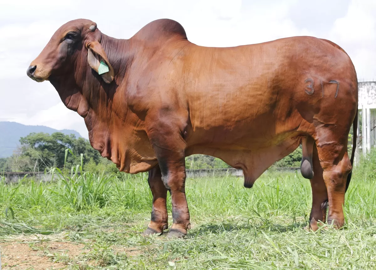 ABBA NO932888 - Br-8138