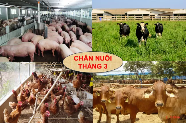Tình hình chăn nuôi cả nước tháng 3/2026