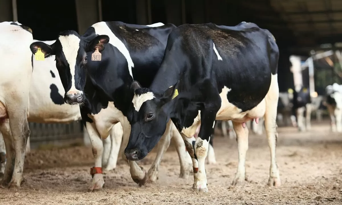 Chăn nuôi an toàn sinh học là xu thế tất yếu