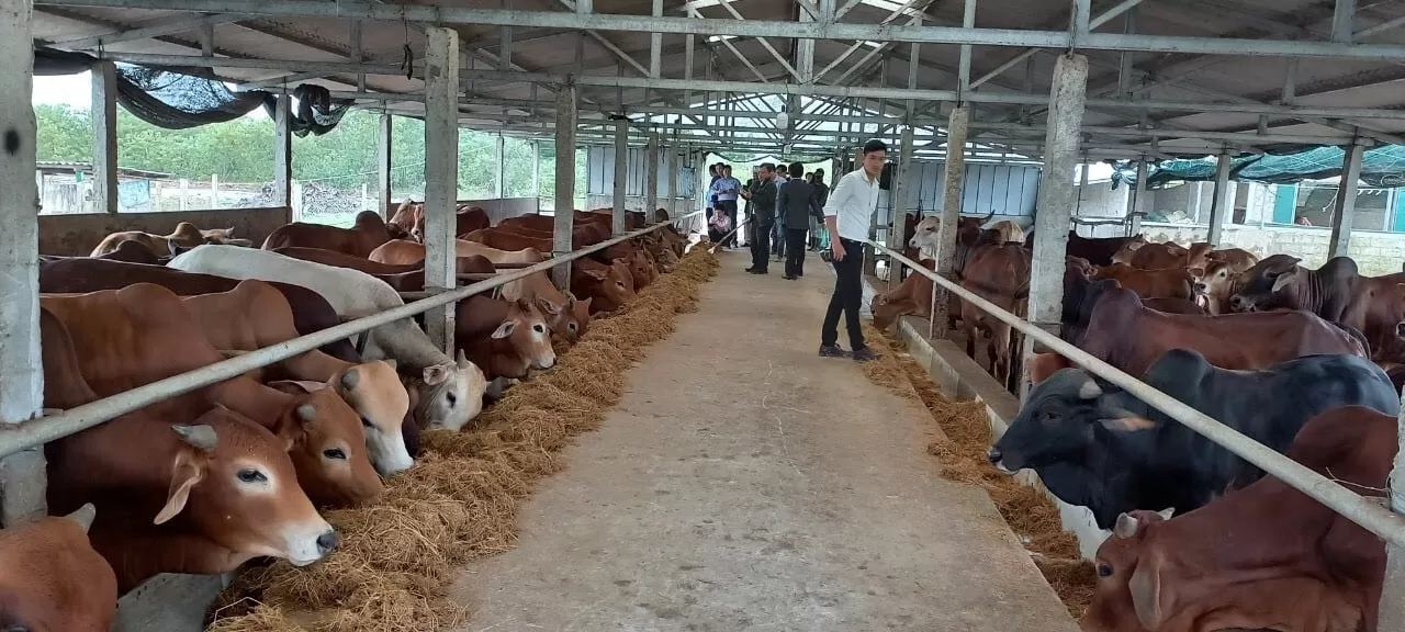 Tận dụng phụ phẩm nuôi bò quy mô lớn