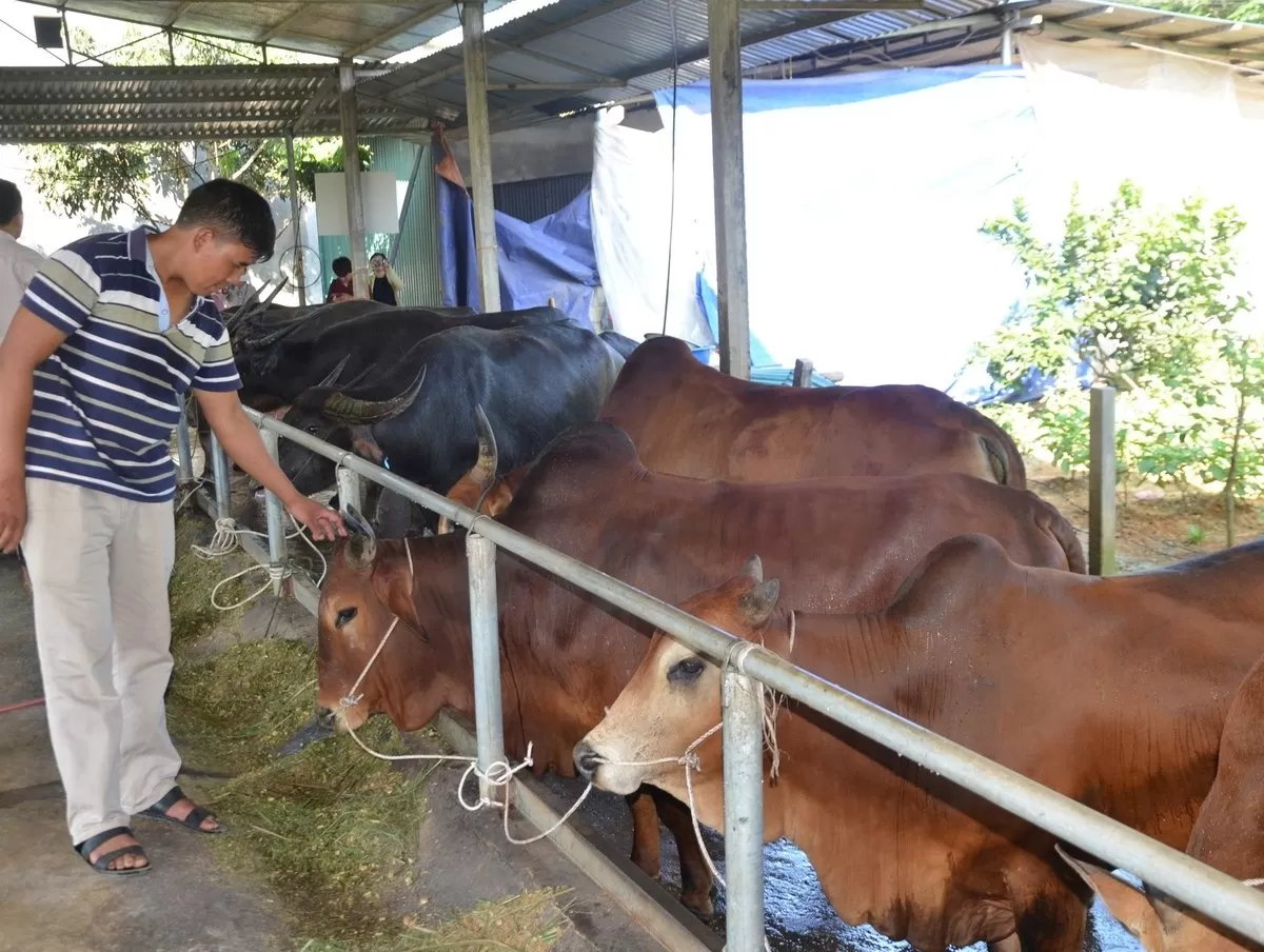 Nuôi trâu, bò vỗ béo, sinh kế bền vững cho đồng bào vùng cao