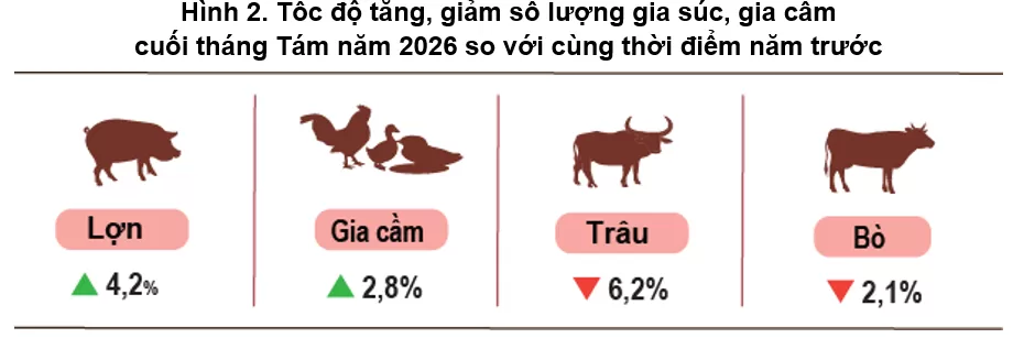 Tình hình chăn nuôi tháng 8.2026