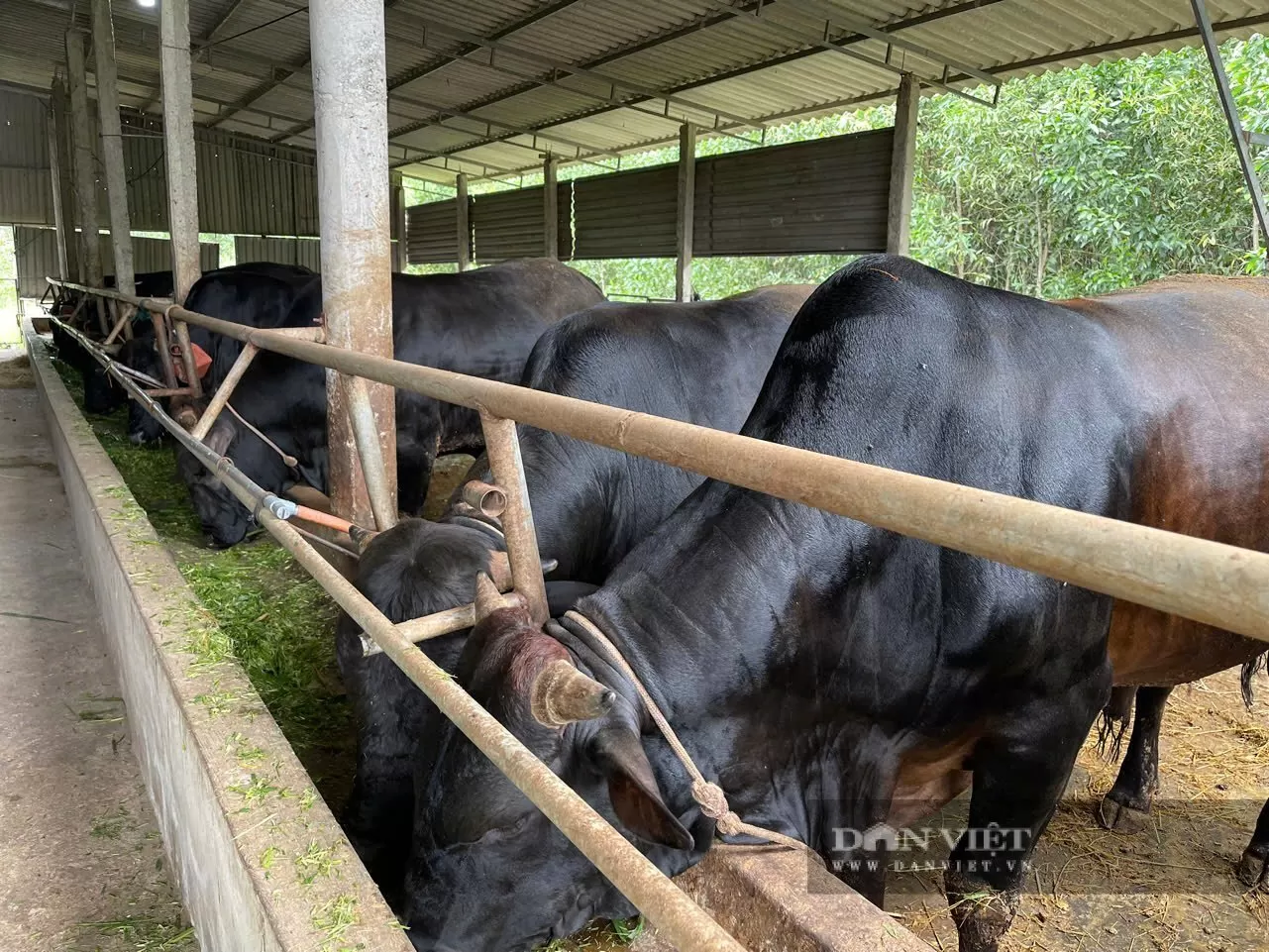 Nuôi bò 3B “nhìn đâu cũng thấy thịt”, mô hình tăng thu nhập, giảm nghèo, khuyến khích nhân rộng ở Quảng Trị