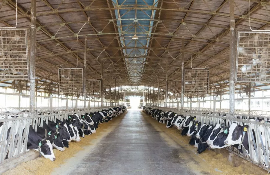 10 điểm đặc biệt cần lưu ý khi lập công thức thức ăn cho bò