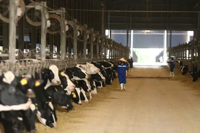 Từ chuồng trại mái rạ đến vòng tuần hoàn xanh của ngành chăn nuôi