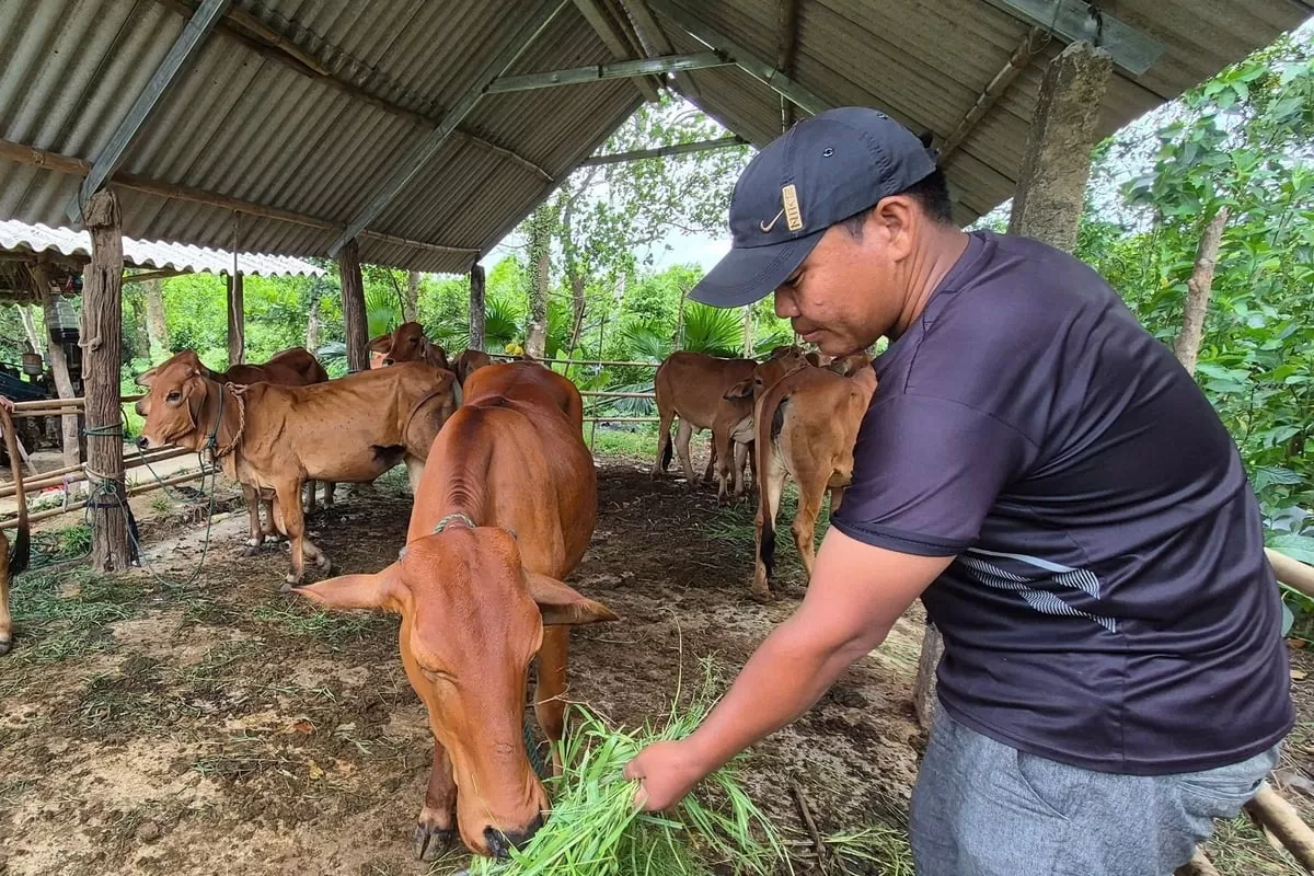 Ba Lòng nuôi bò nhốt chuồng