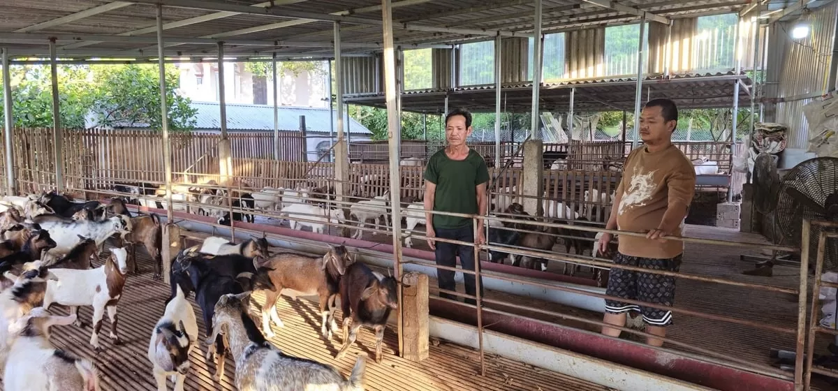 Nuôi dê nhốt chuồng: Hướng đi ổn định kinh tế