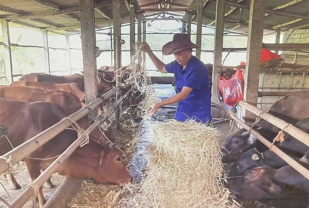 Không để vật nuôi gục ngã khi rét đậm, rét hại