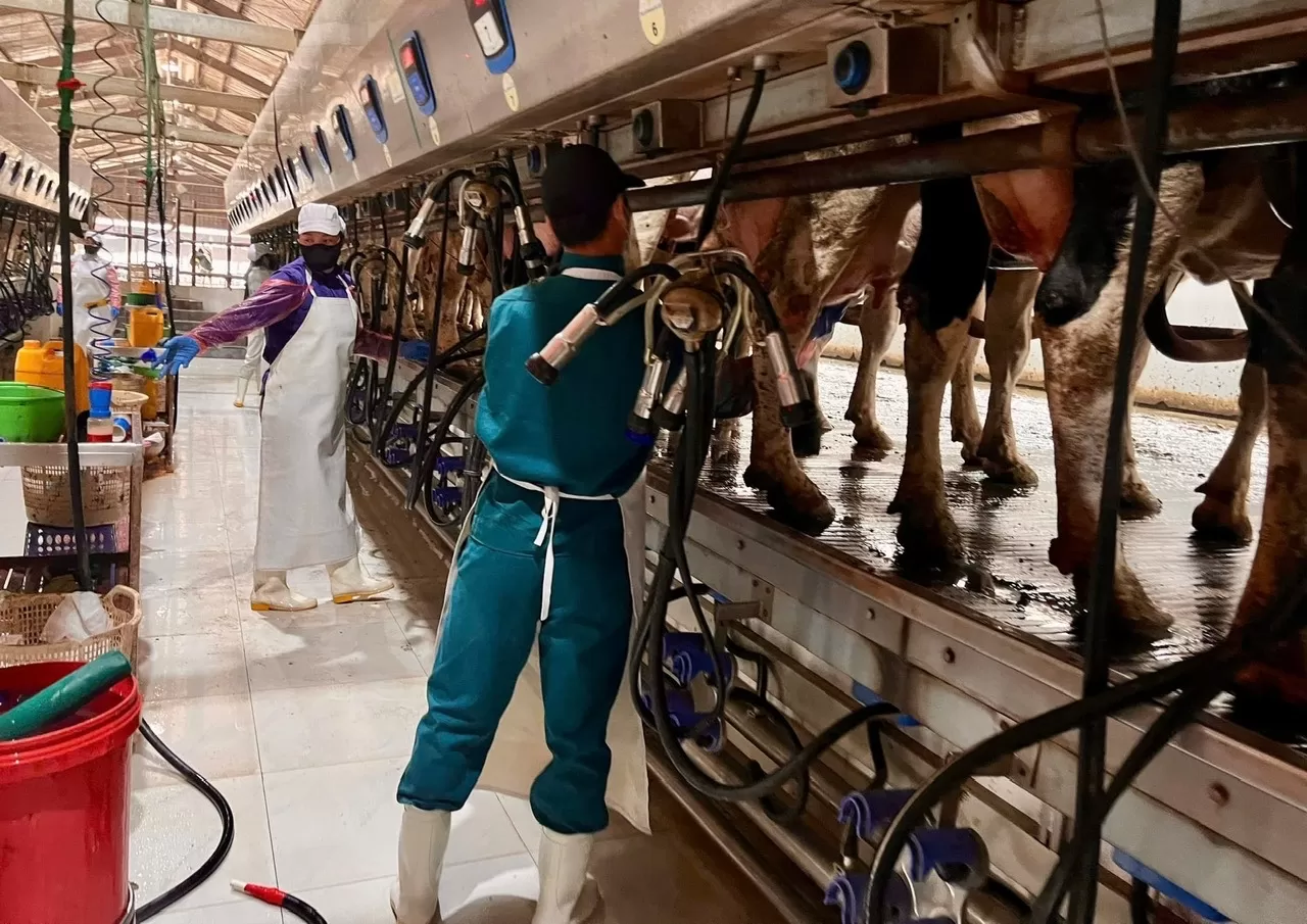 'Hồ Giáo' 4.0 hay những ngẫm ngợi về ngành bò sữa: [Bài 2] Đầu tư cốt yếu, không 'phông bạt'