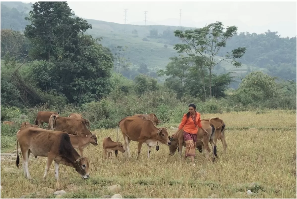Tạo giống bò thịt riêng, xây dựng tiêu chuẩn dinh dưỡng cho gia súc nhai lại