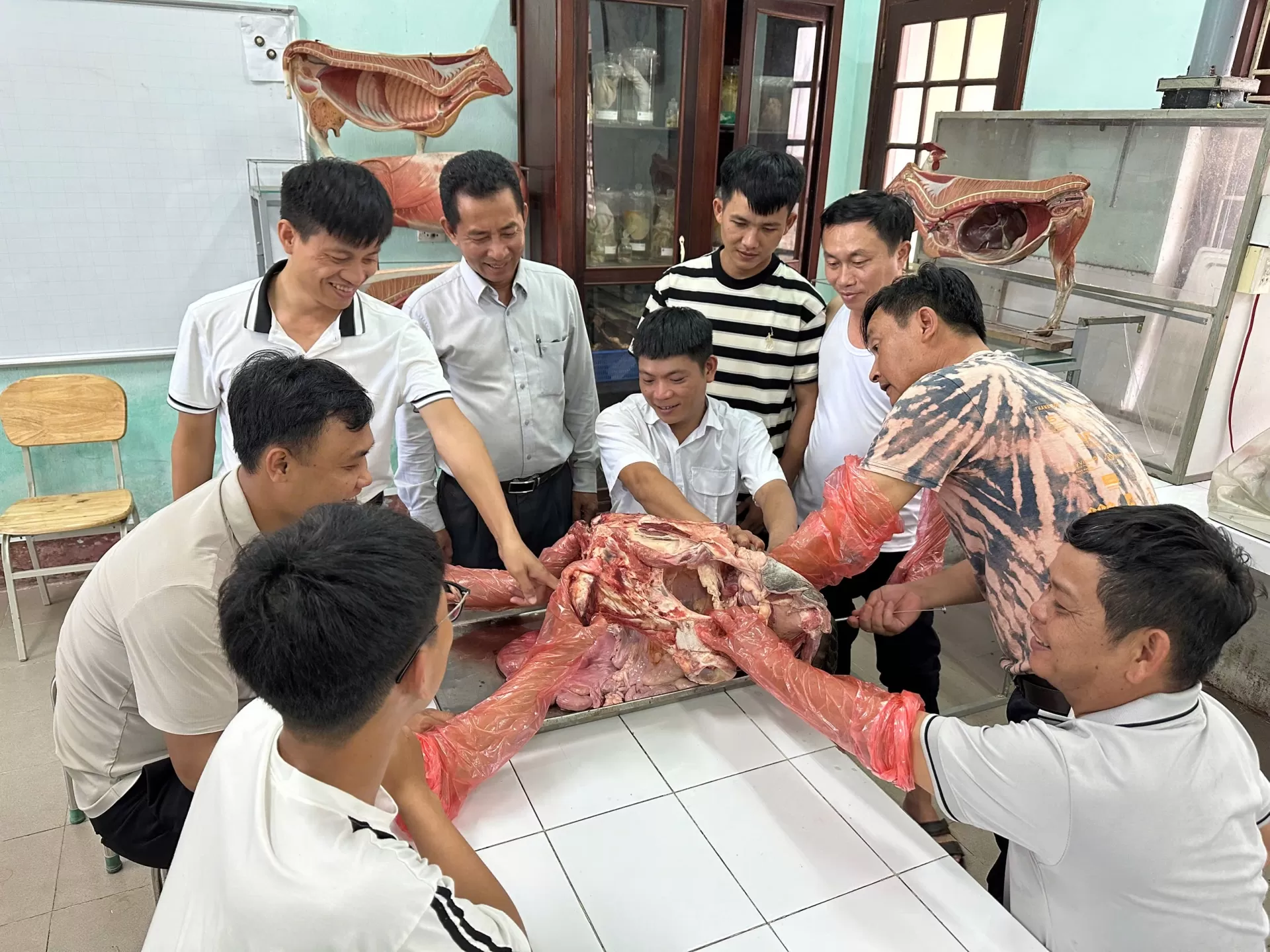 TRUNG TÂM GIỐNG GIA SÚC LỚN TRUNG ƯƠNG PHỐI HỢP ĐÀO TẠO LỚP KỸ THUẬT PHỐI GIỐNG NHÂN TẠO TRÂU BÒ CHO TRƯỜNG ĐẠI HỌC NÔNG LÂM HUẾ