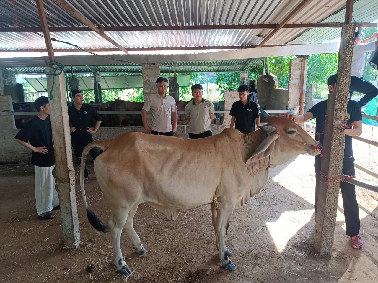 TRUNG TÂM GIỐNG GIA SÚC LỚN TRUNG ƯƠNG PHỐI HỢP ĐÀO TẠO LỚP KỸ THUẬT PHỐI GIỐNG NHÂN TẠO TRÂU BÒ CHO TRƯỜNG ĐẠI HỌC NÔNG LÂM HUẾ