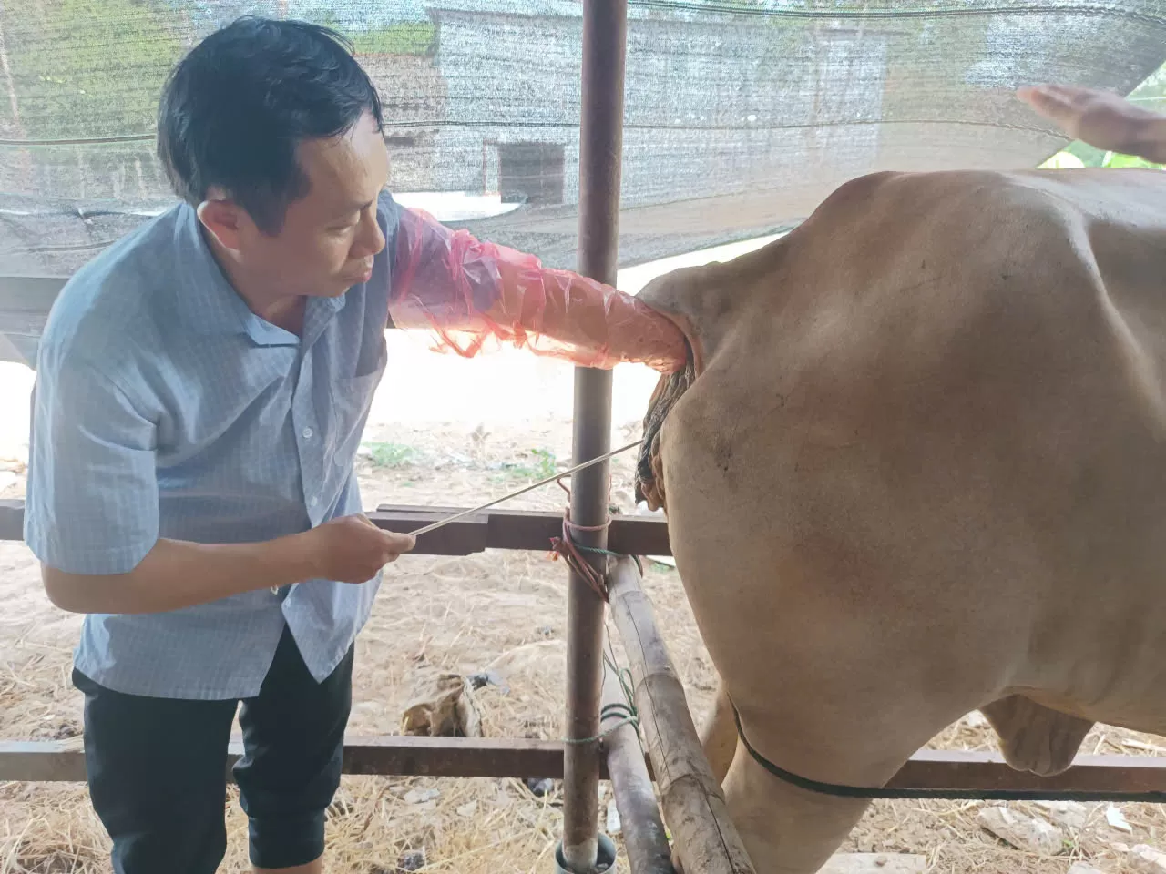 TRUNG TÂM GIỐNG GIA SÚC LỚN TRUNG ƯƠNG PHỐI HỢP ĐÀO TẠO LỚP KỸ THUẬT PHỐI GIỐNG NHÂN TẠO TRÂU BÒ CHO TRƯỜNG ĐẠI HỌC NÔNG LÂM HUẾ