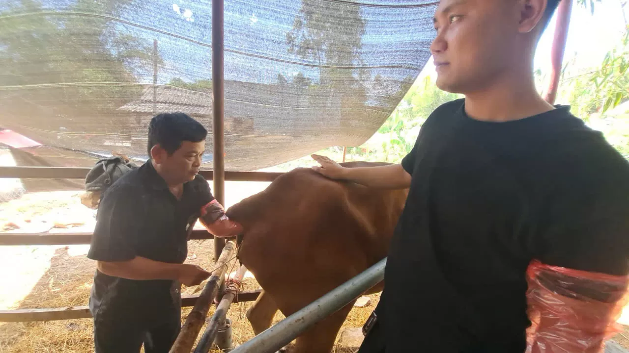 TRUNG TÂM GIỐNG GIA SÚC LỚN TRUNG ƯƠNG PHỐI HỢP ĐÀO TẠO LỚP KỸ THUẬT PHỐI GIỐNG NHÂN TẠO TRÂU BÒ CHO TRƯỜNG ĐẠI HỌC NÔNG LÂM HUẾ