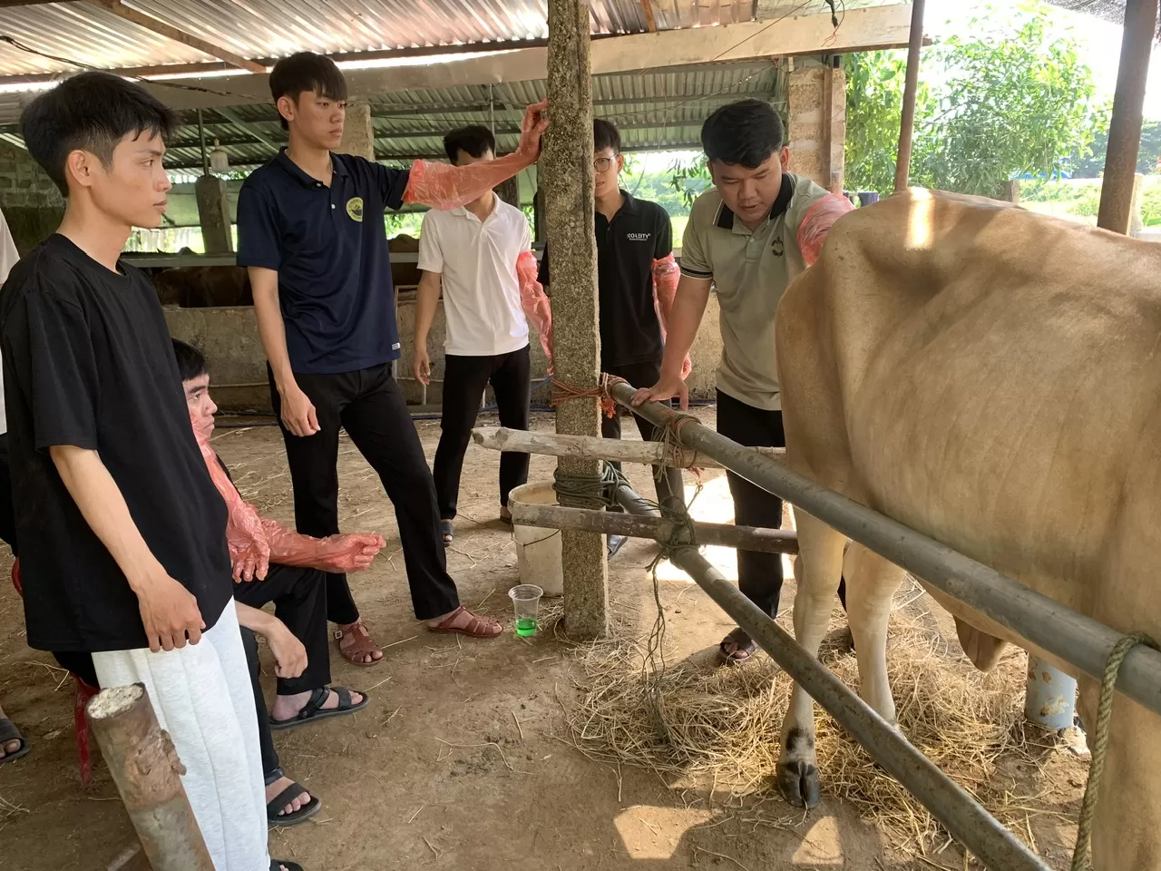 TRUNG TÂM GIỐNG GIA SÚC LỚN TRUNG ƯƠNG PHỐI HỢP ĐÀO TẠO LỚP KỸ THUẬT PHỐI GIỐNG NHÂN TẠO TRÂU BÒ CHO TRƯỜNG ĐẠI HỌC NÔNG LÂM HUẾ