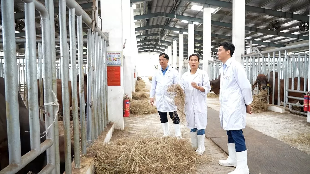 Nửa thế kỷ nâng tầm giống bò Việt